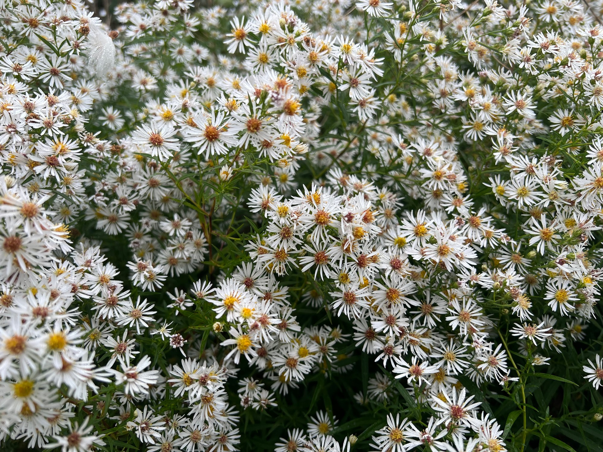 Aster Flowers