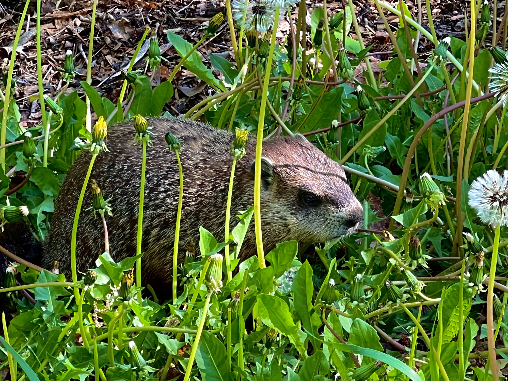 We aren't the only ones who enjoy a wild backyard salad!
