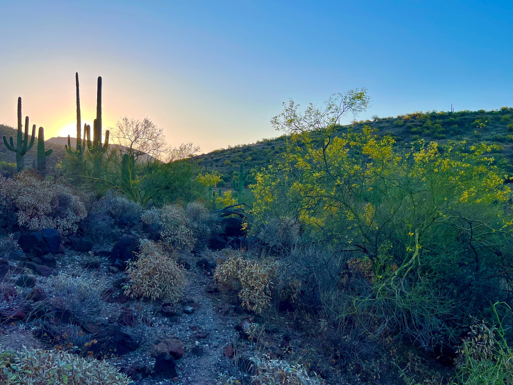 Desert Landscape New River Arizona