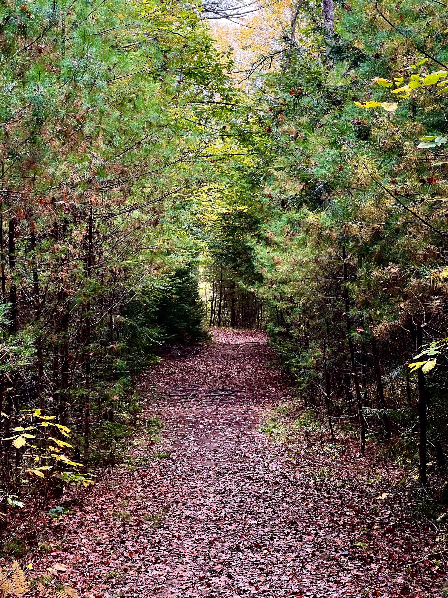 Pine Forest Path Scarborough Maine