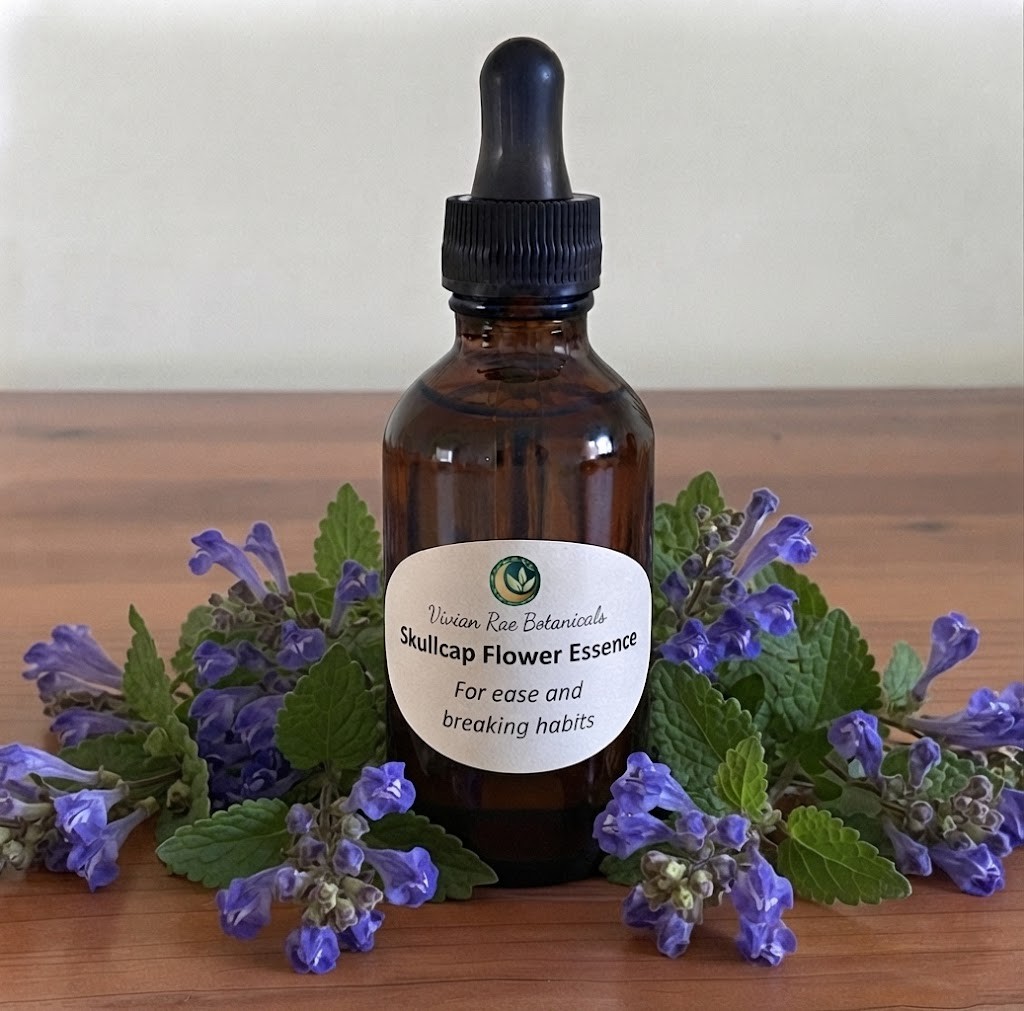 Skullcap Flower Essence