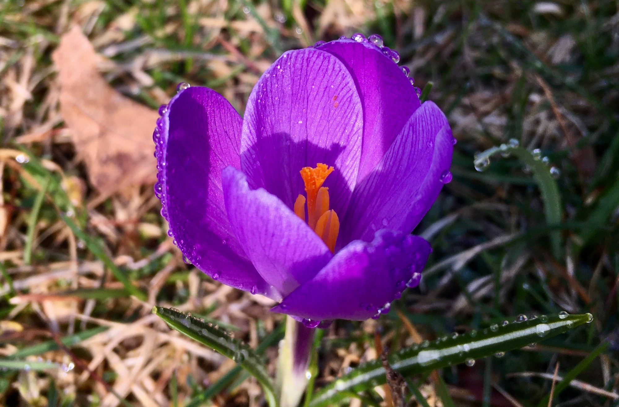Spring Crocus