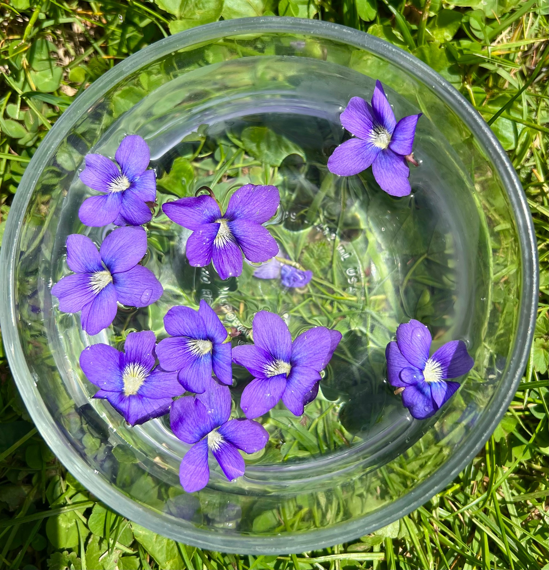 Violet Flower Essence