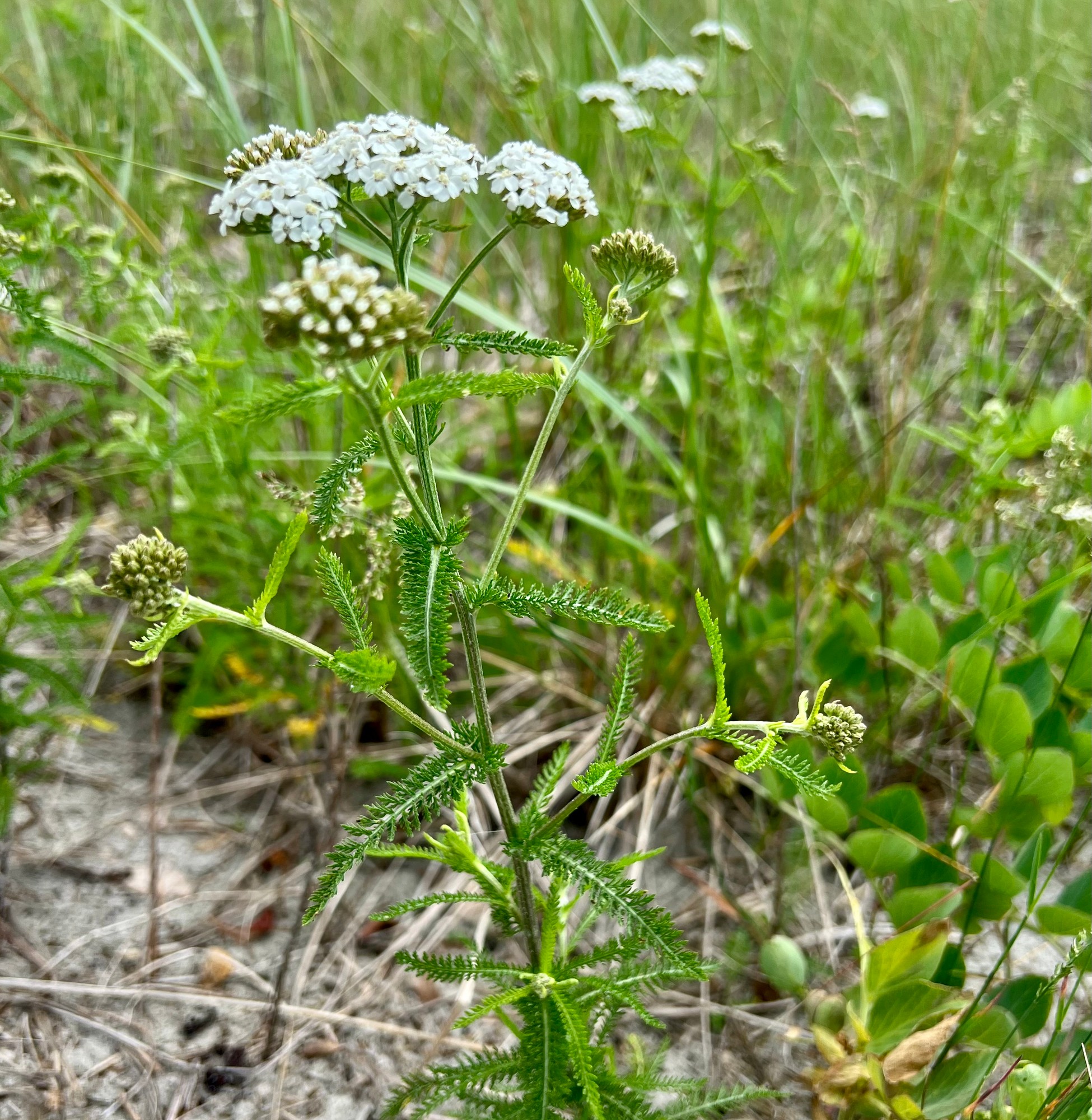 Yarrow Flowers